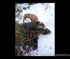 Рыжий бретонский бассет - первые щенки в России
